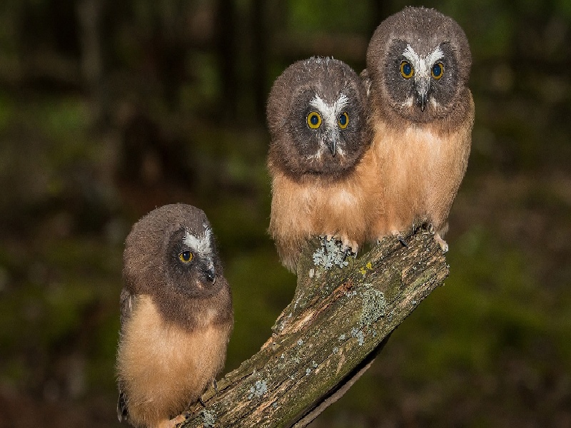 太原代怀最好医院,泰国试管价格高吗？-太原有没有供卵机构_太原供卵试管医院